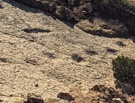 Fossils