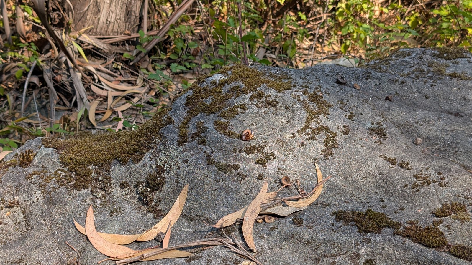 Gravuras Rupestres de Afife